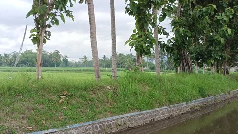 Expanse of green rice fields with irrigation water flowing from the river Stock Footage 264956427