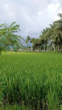 Expanse of green rice fields Stock Photos