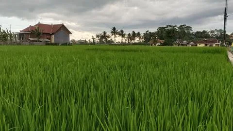 Expanse of green rice fields Stock Photos