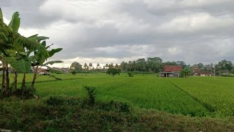 Expanse of green rice fields Stock Photos