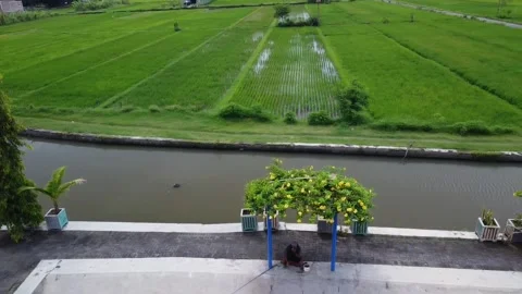 Expanse of green rice fields with a pond beside it Stock Footage 221491586