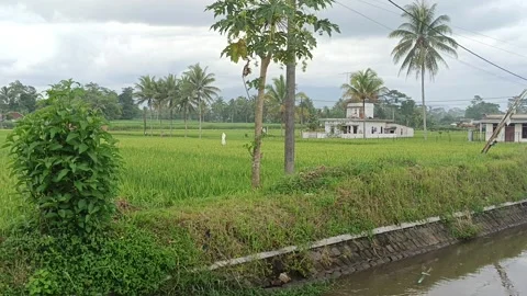 Expanse of green rice fields with river flow from irrigation Stock Footage 264956617