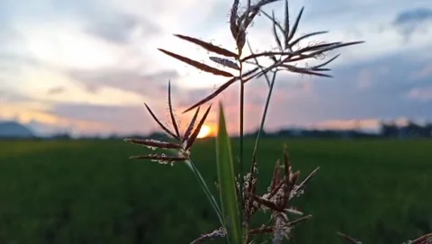 The expanse of green rice fields stretched out under the twilight sky. Vidéo 330945169