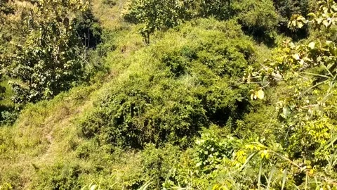 Expanse of Green Vegetation Stock Footage 330585959