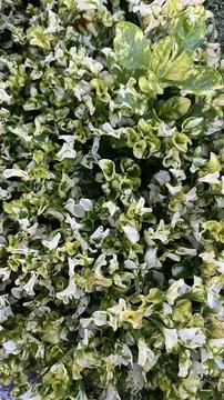 Expanse of leaves Stock Photos