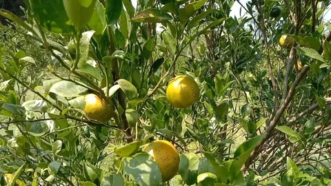 The expanse of orange groves is refreshing to the eyes. Video stock 337391689