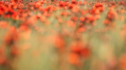 Expanse of poppies (focus) Stock Footage 11135705