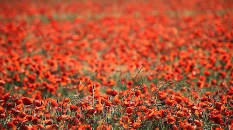 Expanse of poppies  Stock Footage 11136318