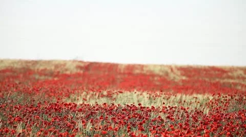 Expanse of poppies  Stock Footage 11136401