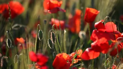 Expanse of poppies  Stock Footage 11136426