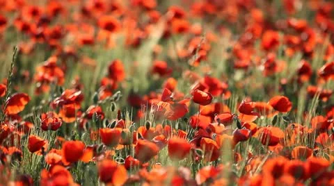 Expanse of poppies  Stock Footage 11136455