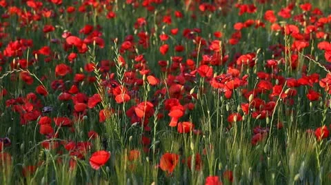 Expanse of poppies  Stock Footage 11136488