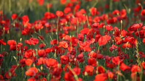 Expanse of poppies  Stock Footage 11136729