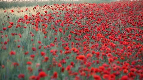 Expanse of poppies  Stock Footage 11136814