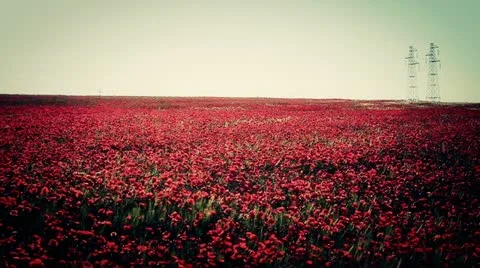 Expanse of poppies  Video stock 11625606