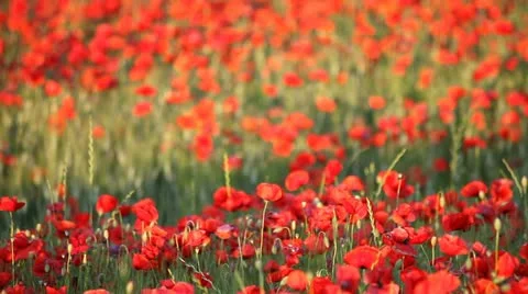 Expanse of poppies (pan) Stock Footage 11136639