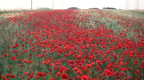 Expanse of poppies (pan) Stock Footage 11137575