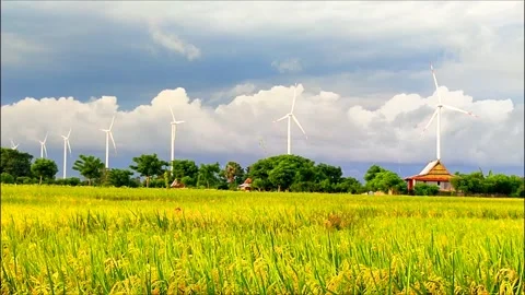 Expanse of rice fields with background windmill Stock Footage 273187605