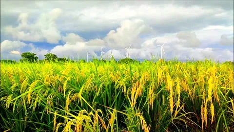 Expanse of rice fields with background windmill Stock Footage 273187617