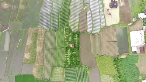 Expanse of rice fields in Garut, West Java Stock Footage 277450004