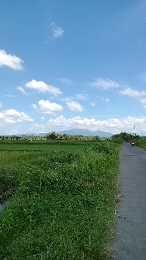 Expanse of rice fields of Indonesia. Video stock 229624209