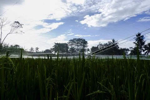 Expanse of rice fields in Indonesia, precisely on the beautiful island of Java Stock Photos