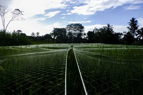 Expanse of rice fields in Indonesia, precisely on the beautiful island of Java Stock Photos