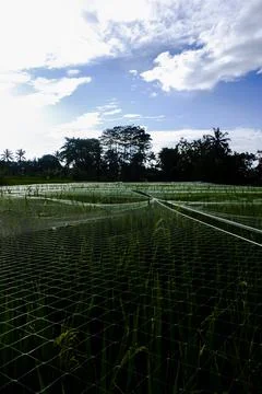 Expanse of rice fields in Indonesia, precisely on the beautiful island of Java Fotos de archivo