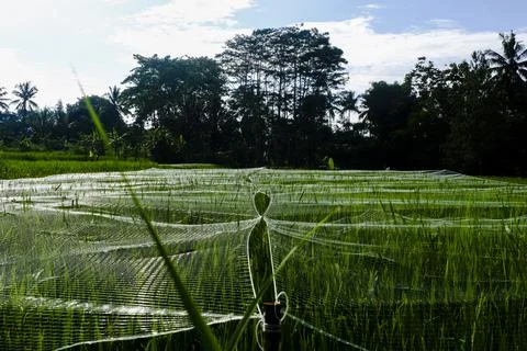 Expanse of rice fields in Indonesia, precisely on the beautiful island of Java Stock Photos
