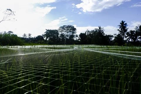 Expanse of rice fields in Indonesia, precisely on the beautiful island of Java Fotos de archivo