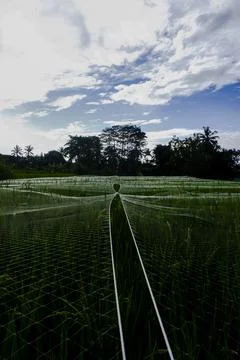 Expanse of rice fields in Indonesia, precisely on the beautiful island of Java Fotos de archivo