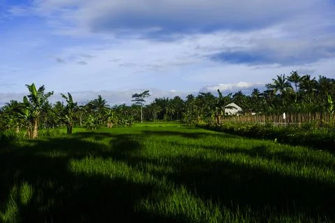 Expanse of rice fields in Indonesia, precisely on the beautiful island of Java Stock Photos