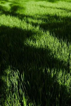 Expanse of rice fields in Indonesia, precisely on the beautiful island of Java Stock Photos