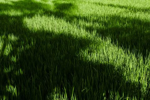 Expanse of rice fields in Indonesia, precisely on the beautiful island of Java Fotos de archivo