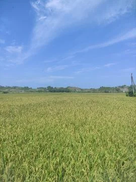 Expanse of rice fields Foto stock