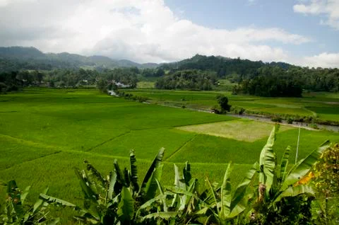 Expanse of rice fields stretched Stock Photos