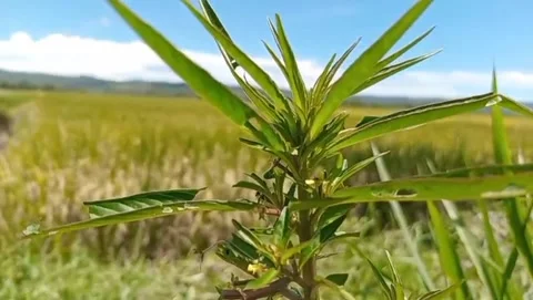 In the expanse of rice fields there are gandarusa plants. Video stock 330945267