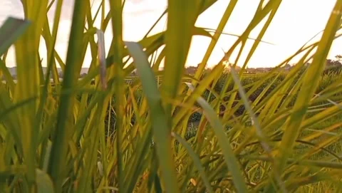 In the expanse of rice fields, vast expanses of grass grow lushly. Stock Footage 323449083