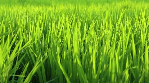 Expanse of rice in the green rice fields Stock Footage 285836002