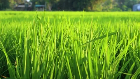 Expanse of rice in the green rice fields Stock Footage 285836038