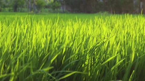 Expanse of rice in the green rice fields Stock Footage 285836056