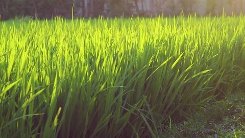 Expanse of rice in the green rice fields Stock Footage 285836057