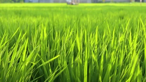 Expanse of rice in the green rice fields Stock Footage 285836076