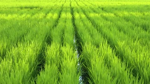 Expanse of rice in the green rice fields Stock Footage 285836086
