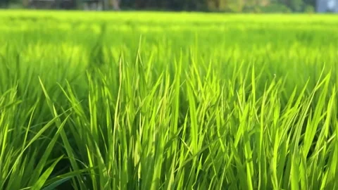 Expanse of rice in the green rice fields Stock Footage 285836087