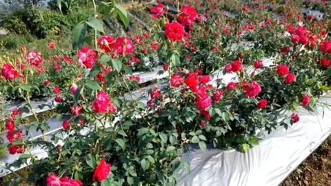 Expanse of roses on the mountain Video stock 237505581
