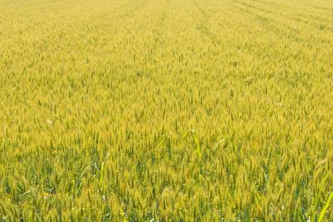 Expanse of wheat in a field under the spring sun Foto stock