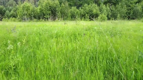 The expanses of fields and taiga at sunset russia siberia Video stock 134002292