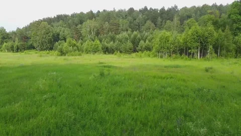 The expanses of fields and taiga at sunset russia siberia Video stock 134002332