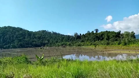 Expanses of unplanted rice fields and green hills Stock Footage 238456798